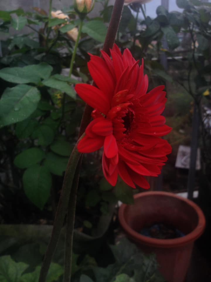 Red Dahlia
