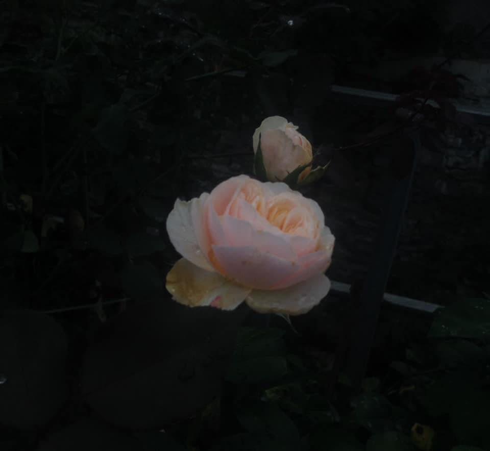 Apricot Rose