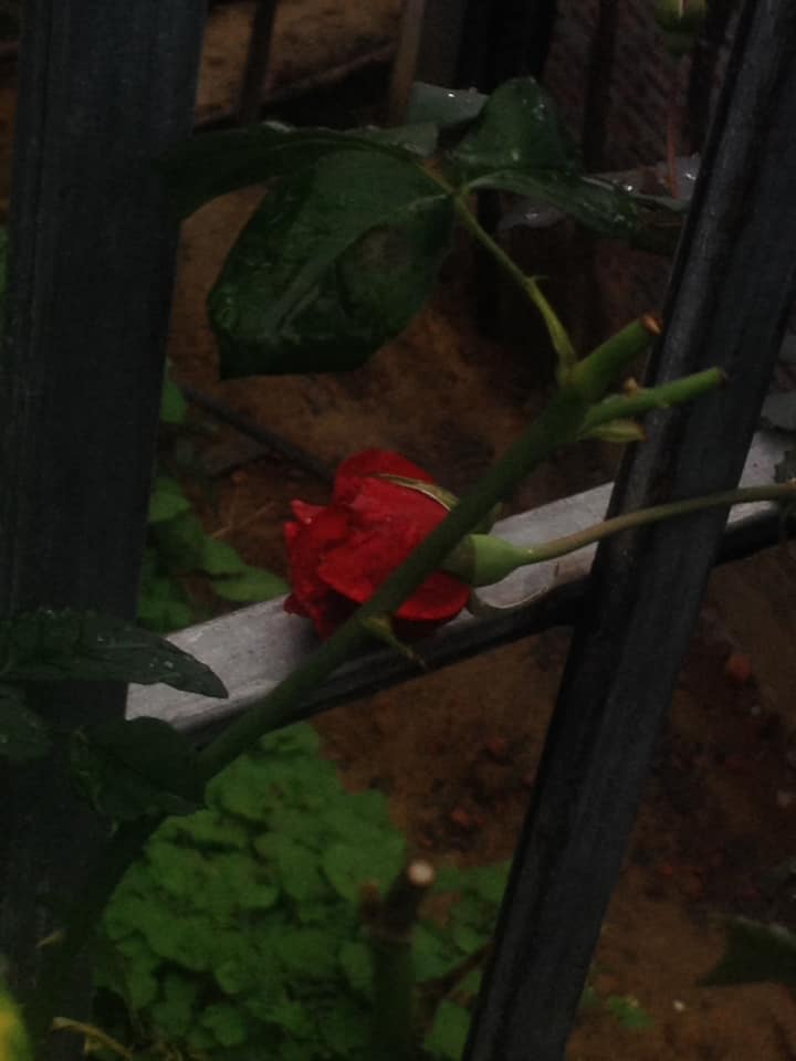 Red Flower? Bruh idk