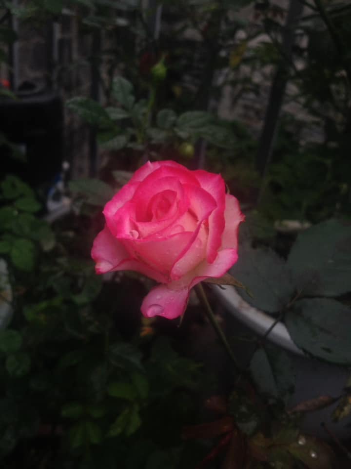 Pink Rose